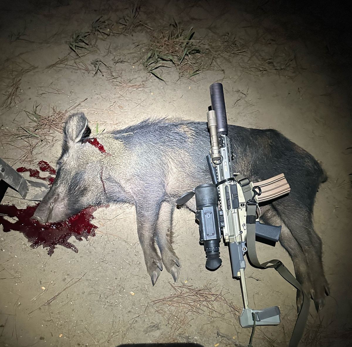 Night hog hunt